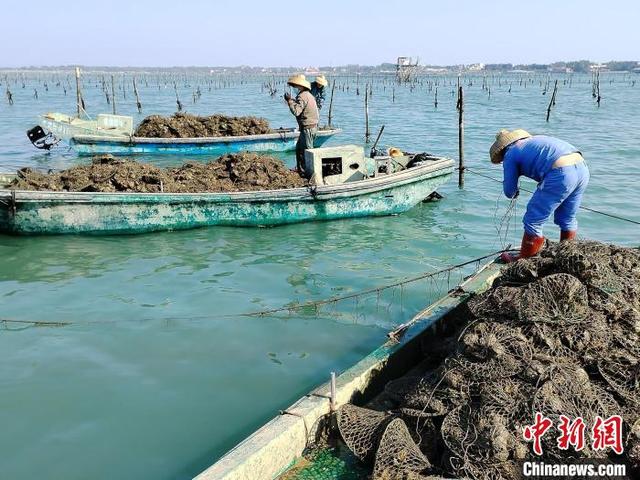 广东雷州南珠产业加强技术研发 克服“贝种老化”焕发活力