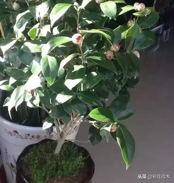 茶花的北方冬天养护和选购注意事项