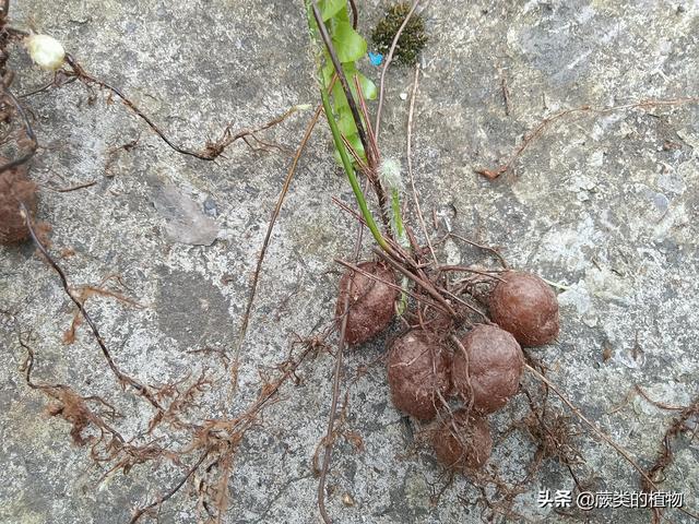 肾蕨盆栽的种植