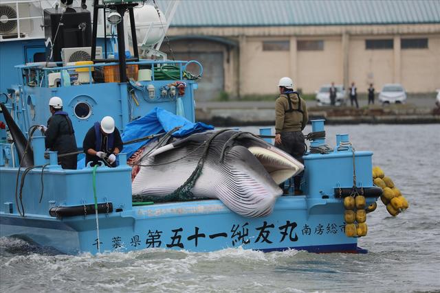 鲸鱼并不好吃，日本人却不顾全世界唾骂，执意恢复了捕鲸，为何？