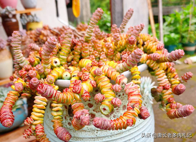 多肉植物钱串好不好养？根系出问题了应该怎么处理？