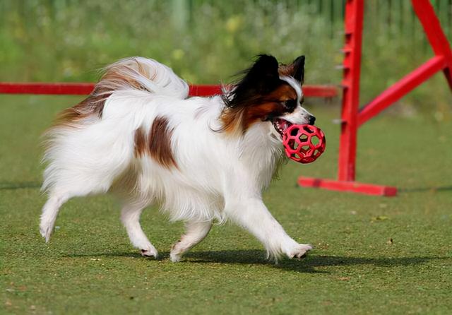 蝴蝶犬好养吗？饲养要注意什么