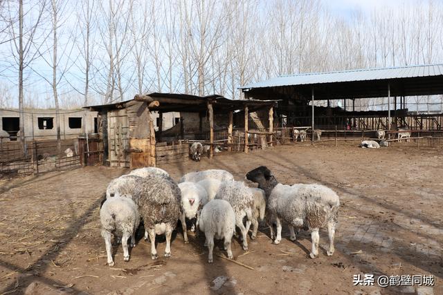 羊圈什么样？探访养殖场，绵羊一日三餐，饲养员买豆腐渣做零食