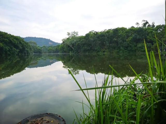 鹏城风致 深圳平湖生态园