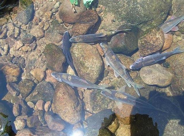 “变种罗非鱼”正在海南河道，水库中迅速繁殖，实在引人担忧