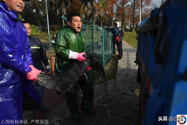 人工繁殖扬子鳄40年，从212条增加到1.5万条，每年上演抓捕大战