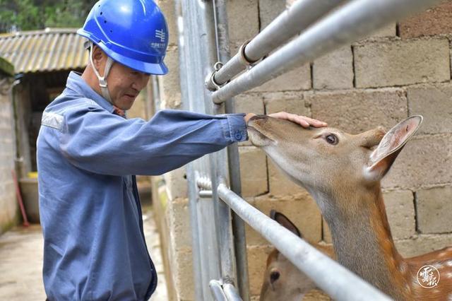 通海：电力一“鹿”相伴 助力乡村振兴