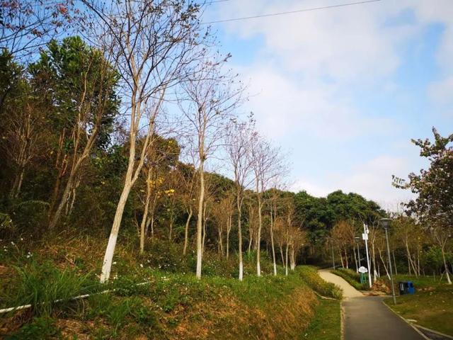 鹏城风致 深圳平湖生态园