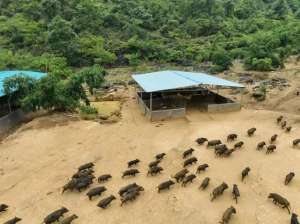 香猪养殖基地合作社(马山县加方乡：发展黑山猪养殖 拓宽“钱”景)