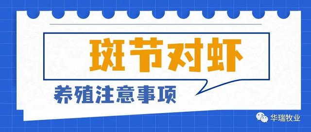 新手养殖斑节对虾怎么放苗？水质难管理，指标看这里