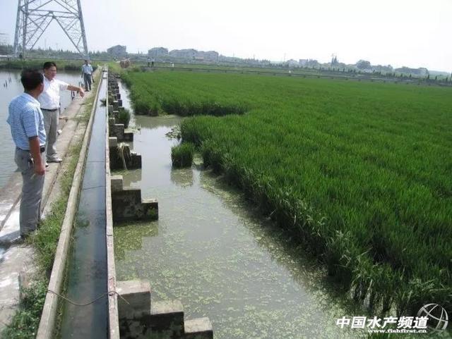 种植结合养殖龟鳖是我国龟鳖养殖业的发展方向