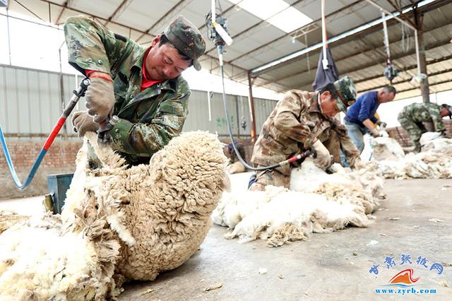 肃南：60多万只高山细毛羊换夏装