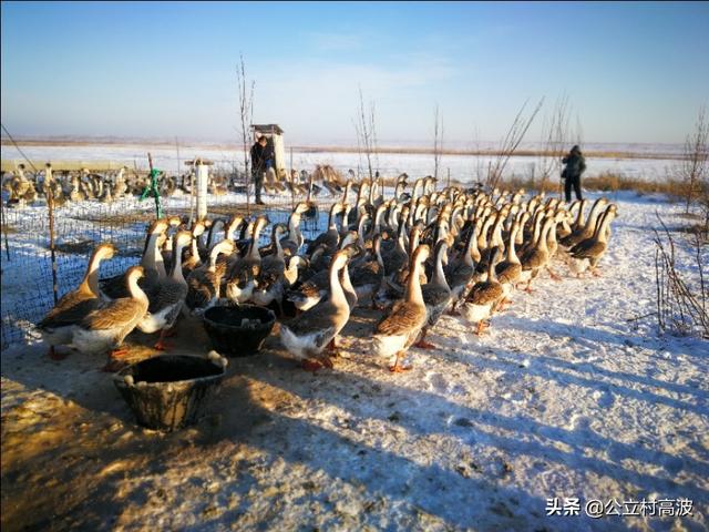 参观绥滨县种鹅养殖基地的狮头鹅