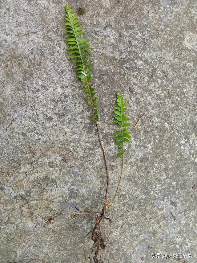 肾蕨盆栽的种植