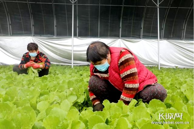 河北香河：防疫生产两不误 巾帼基地复工忙