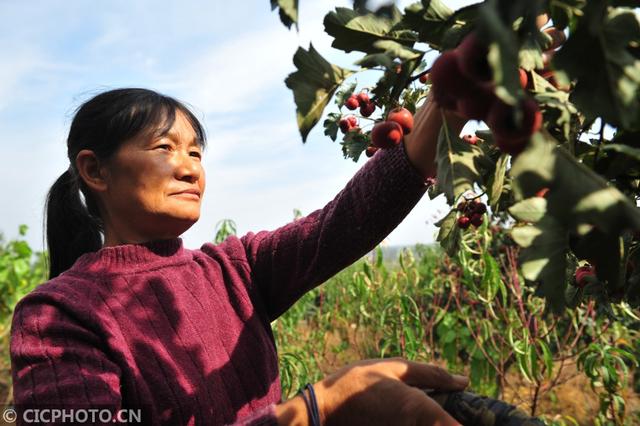 江苏睢宁：绿化青山 林下养殖