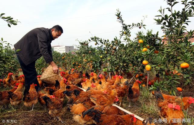 老兽医总结的24个止咳平喘中药草，治疗鸡群呼吸道，养鸡人收藏吧