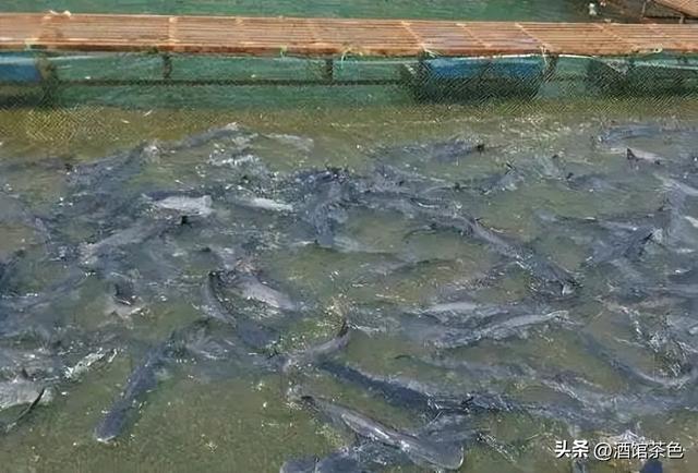 匙吻鲟生物学特性及科学高效的人工养殖技术