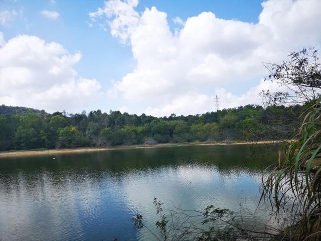 鹏城风致 深圳平湖生态园