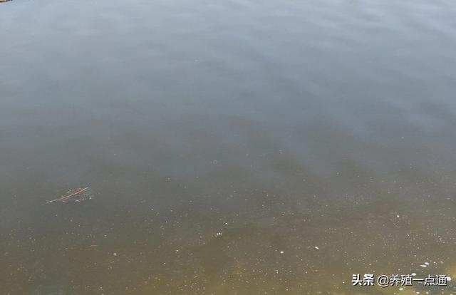 水体溶氧度显著增加，表面活性剂抢救浮头立杆见影