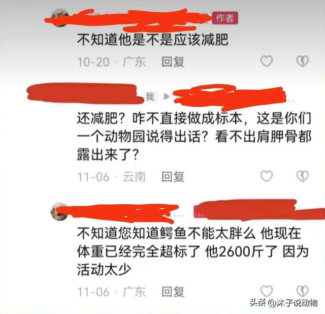 鳄鱼王“小河”，世界最大人工养殖鳄鱼，现在生活状况如何？