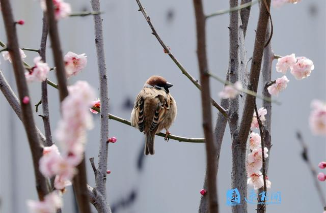 麻雀、灰喜鹊等鸟儿虽常见，一旦猎捕、买卖就涉嫌违法