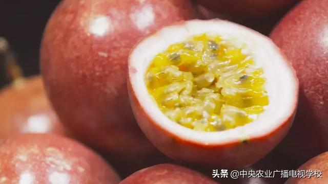 【农广天地】这种动物发起怒来真可怕 这种果子酸到心里却惹人爱