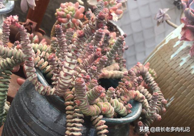 多肉植物钱串好不好养？根系出问题了应该怎么处理？