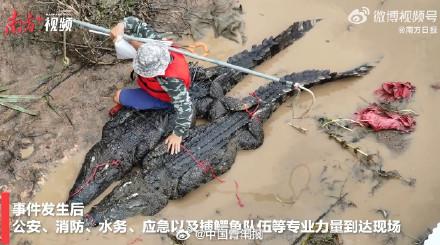 广东茂名养殖场出逃鳄鱼已捕获62条