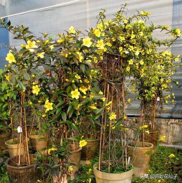 高颜值家居装饰植物｜法国耐寒爬藤花卉香水茉莉花的简单养护方法