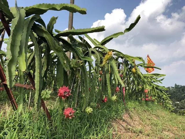 7月拒绝高温，乐山周边这些高颜值的乡村，了解一下吧！