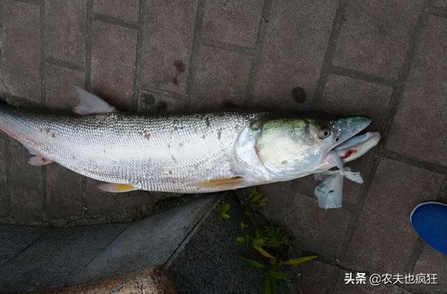 俗称“水老虎”生长快胃口大，2条毁掉1个鱼塘，今70元1斤