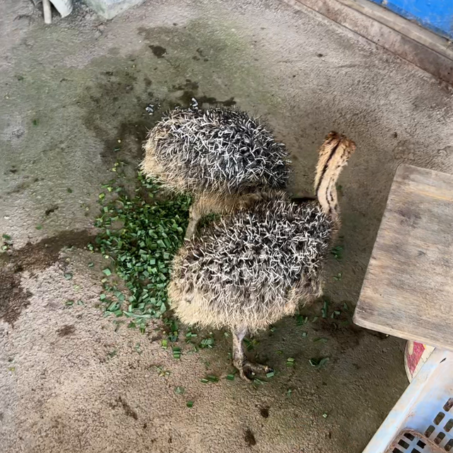 鸵鸟第一单，竹老板发财