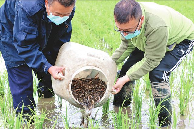 黑龙江：稻田养泥鳅一季可双赢