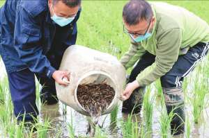 稻田养殖泥鳅鱼(黑龙江：稻田养泥鳅一季可双赢)