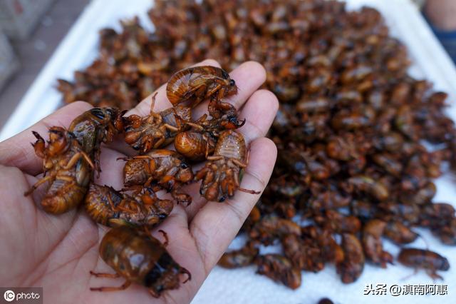 养蝉带来经济效益，细节管理影响孵化率和成蝉率，蝉户要重视细节