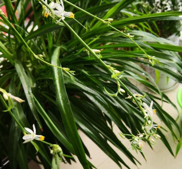 适合家庭养殖的花卉绿植有哪些？推荐10款常见花卉绿植，仅供选择