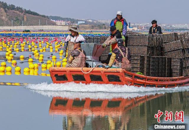 山东与福建“南北转场”养殖鲍鱼