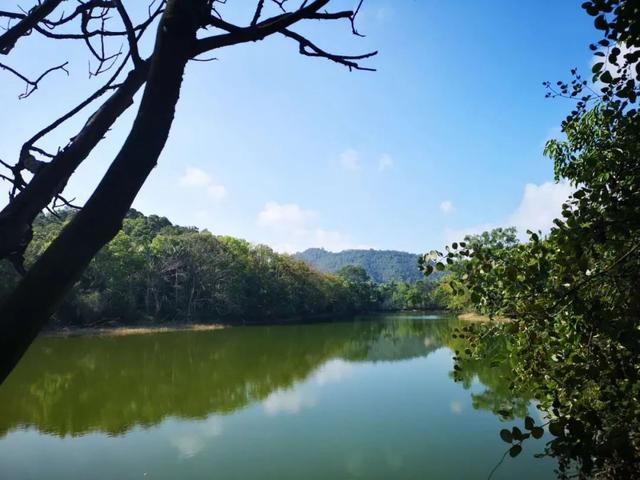 鹏城风致 深圳平湖生态园