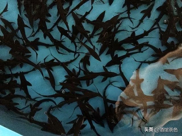 匙吻鲟生物学特性及科学高效的人工养殖技术