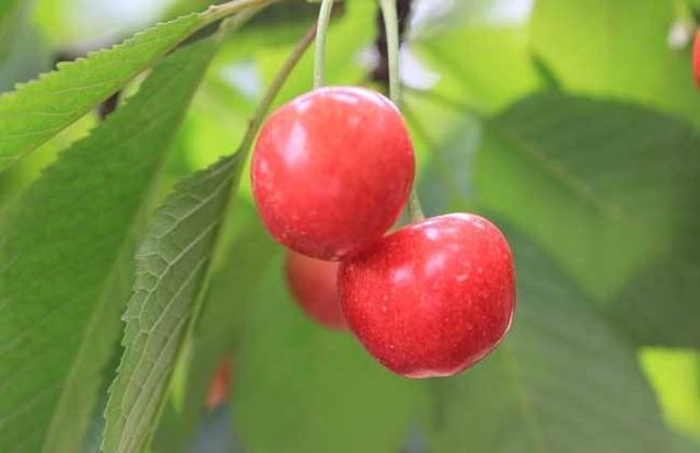 反季水果—樱桃的大棚种植技术简介