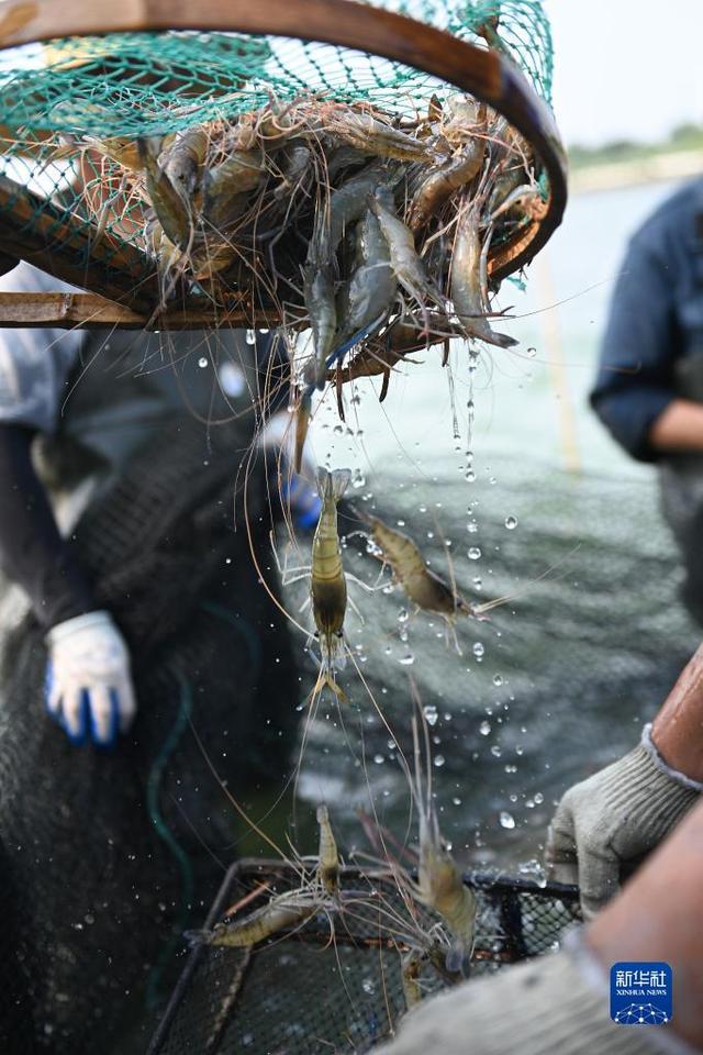 浙江湖州：围网捕虾迎丰收