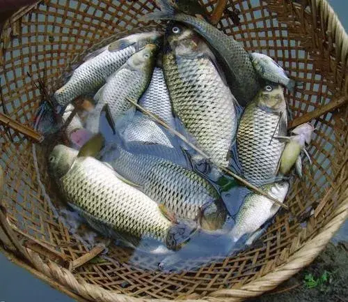 我是成都人，还能吃兔头吗？我妈常做奶汤野生鲫鱼，能吃不……牛蛙、火鸡、竹鼠，这些还能再吃吗？