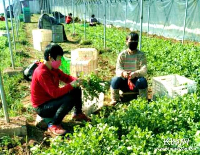 河北香河：防疫生产两不误 巾帼基地复工忙