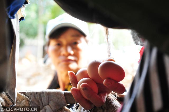 江苏睢宁：绿化青山 林下养殖