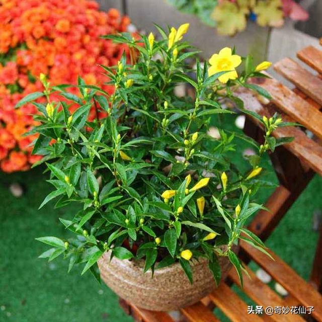 高颜值家居装饰植物｜法国耐寒爬藤花卉香水茉莉花的简单养护方法