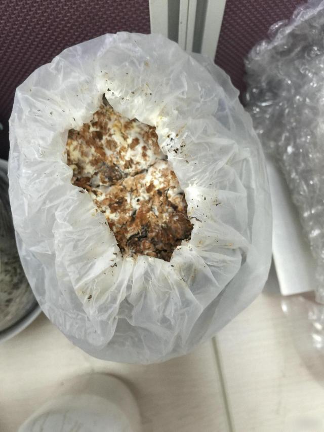 阳台种点蘑菇，7天就能长一盆，吃完又疯长，邻居见了都眼红