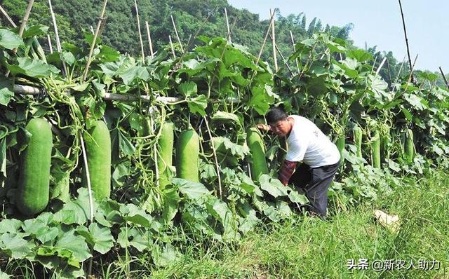 冬瓜想高产，冬瓜科学施肥方法要掌握，老农给讲讲其中的门道