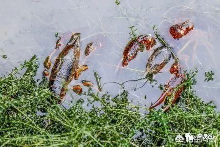 养殖龙虾需要准备哪些药物，什么时候什么情况下使用？