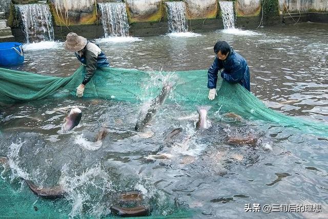 鱼类养殖的基础知识，水质管理和饲养技巧，玩转水质掌握套路